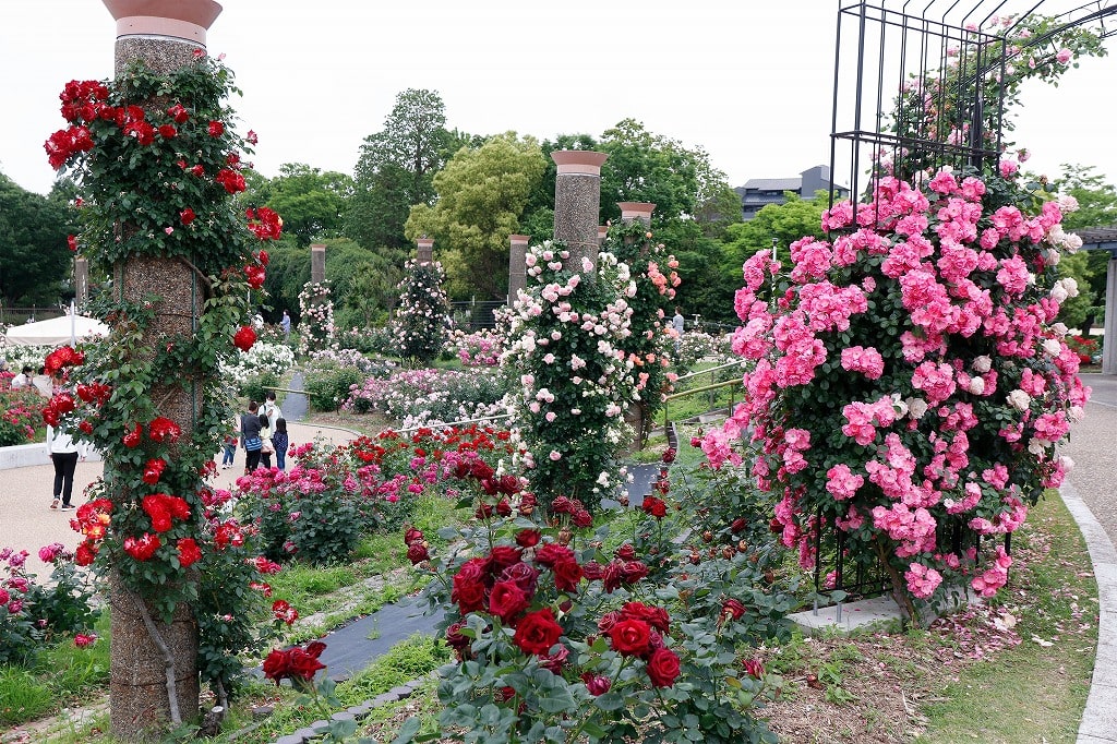 バラ園の風景 海辺に咲いた真っ赤なバラ 訪れた被災者も笑顔に 400株の民家のバラ園